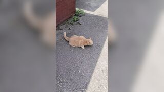 Juicy Asians: Curiousity killed the cat #1